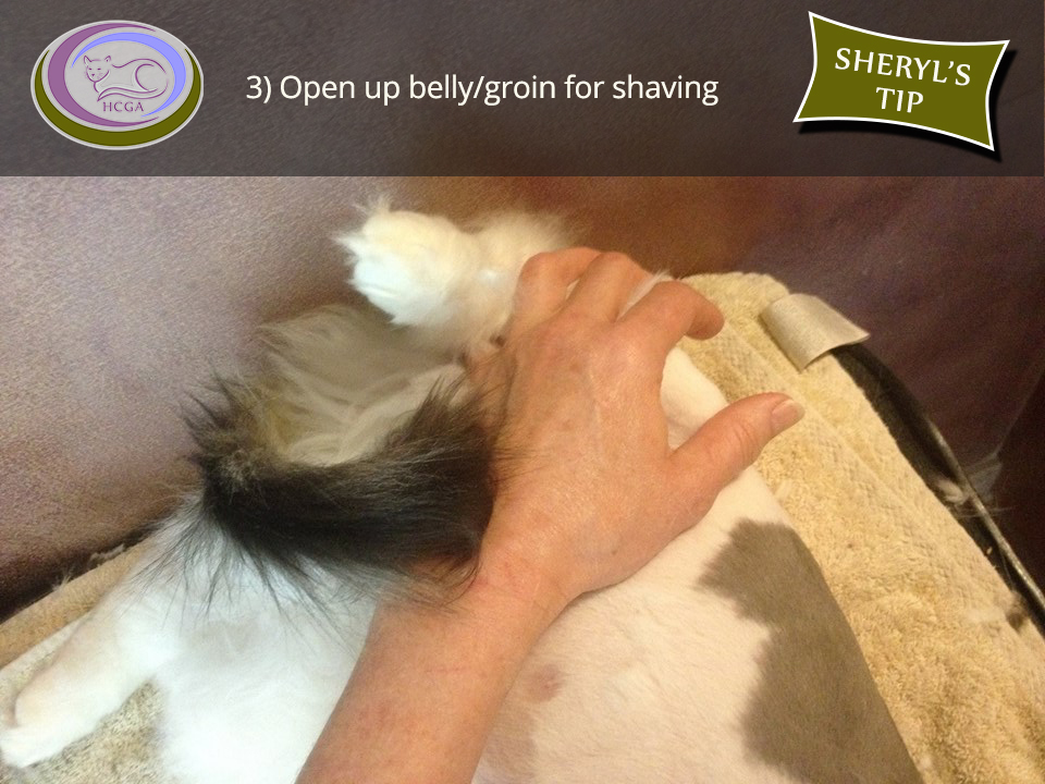 3) Open up belly/groin for shaving