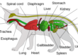 Cat anatomy